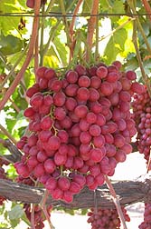 Sweet Scarlet grapes