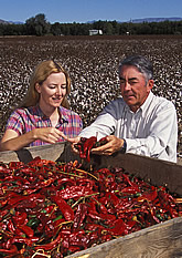 Ed Hughs and Stephanie Walker inspect chilis cleaned by experimental cleaner. Link to photo information