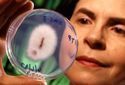 Plant pathologist holding F. oxysporum in petri dish. Link to photo information