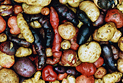 Primitive colorful tubers from Chile