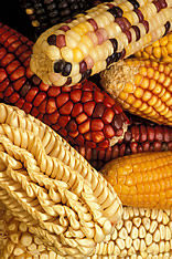 Latin American maize having kernels of unusual color or shape. Link to photo information