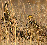 Male lesser prairie chickens. Link to photo information
