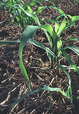 Young corn plants stand tall above the soybean residue from the previous year's crop. 