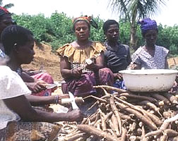 Ghanaian women peeling cassava.