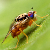 Medfly trap: Link to photo information