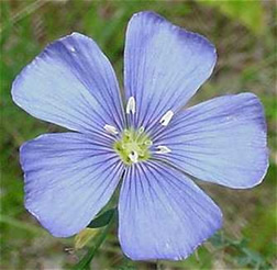 Flower of common flax