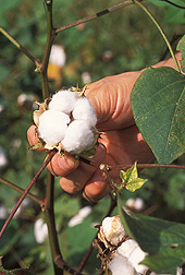 Cotton boll. Link to photo information