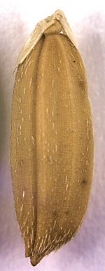 Kernel of Carolina Gold rice. 