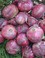 California Early Red onions