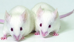 Two lab mice. 