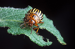 Adult Colorado potato beetle dining on a potato leaf. Link to photo information