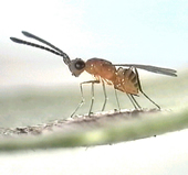 Gonatocerus wasp. Link to photo information