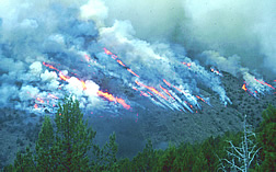 Fall burning of aspen on a hill near Burns, Ore.