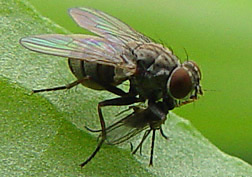 Hunter fly grasps a fungus gnat. 