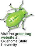 Greenbug: Link to greenbug website at Oklahoma State University