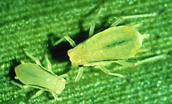 Photo: Two greenbugs. 
