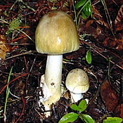 Poisonous death cap mushroom