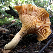 Edible chanterelle mushroom