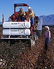 Paul Funk observes and records performance of a propane thermal defoliator prototype piloted through cotton test plots by Fermin Alvarado and James Melendrez: Link to photo information