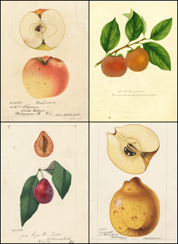 Composite of four botanical images: Each links to a downloadable 300-dpi version