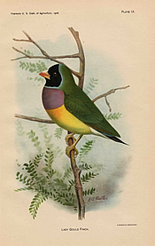 Lithographic plate of a drawing of a Lady Gould Finch