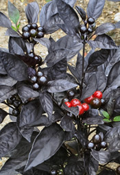 Black Pearl pepper plant.