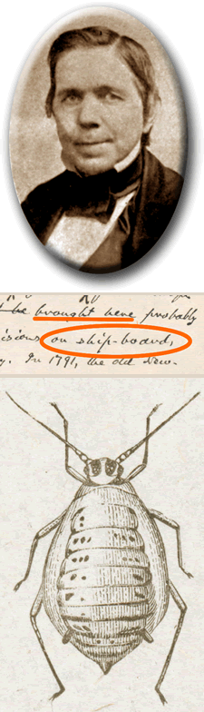 Composite image of (1) portrait of Asa Fitch, (2) sample of handwritten text, (3) image of aphid lithograph.