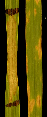 Photo: The susceptible wheat leaf at left was exposed to a purified form of ToxA, while the leaf at right was exposed to the fungus Stagonospora nodorum, which makes the toxin. Link to photo information