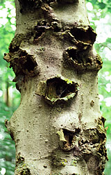 American beech tree with large, woundlike cankers caused by pathogenic Neonectria fungi. 