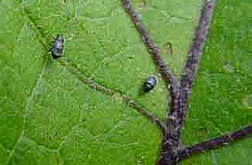 Eggplant flea beetles on leaves.