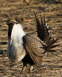 A male sage grouse flaunts his feathers and puffs his chest. Link to photo information