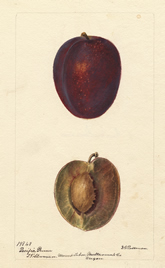 Photo: Watercolor of Pacific Prune.