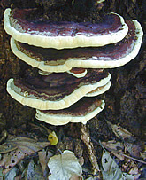 Fomitella fraxinea, a wood-rotting mushroom seen mostly on black locust tree stumps.
