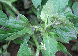 Hairy nightshade with lesions from late blight