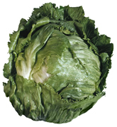 Head of iceberg lettuce.