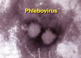 Phlebovirus particles