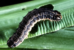 Fall armyworm caterpillar on a corn leaf.