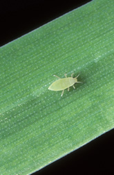 Russian wheat aphid on barley leaf. Link to photo information