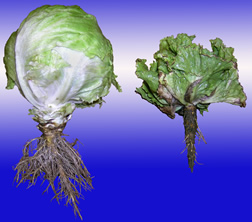 A head of healthy lettuce next to one with corky root disease. Link to photo information