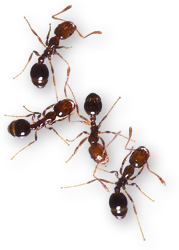 Red imported fire ants. Link to photo information