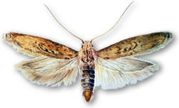 Tuber moth. 
