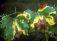 Grape leaves infected with Xylella 