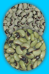 Southernpeas, dried (upper) and ready for processing (lower)