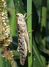 American grasshopper on pearl millet. 