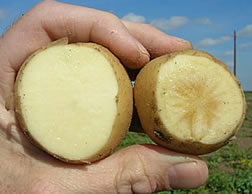 Cutaway views of a healthy potato and one having the zebra-chip disorder.
