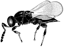 Drawing of Synopeas wasp.