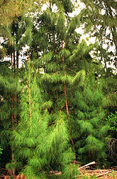 Photo: Australian pine trees (Casuarina equisetifolia). 