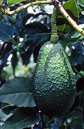 Photo: Avocado in a tree.