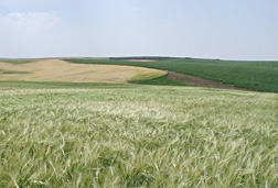 Photo: Clearwater barley field.