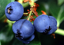 Photo: Blueberries. Link to photo information